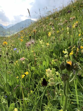 Prächtige Alpen-Blumenwiese