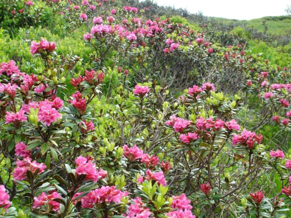 Alpenrosenblüte in Lech am Arlberg
