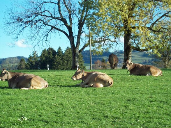 Kühe auf der Wiese