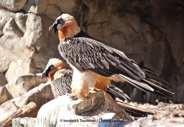 Alpenzoo in Innsbruck - Bartgeier