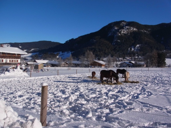 Pferde auf der Winterkoppel
