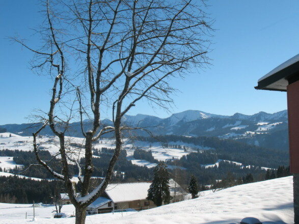 Kirschbaum Winter