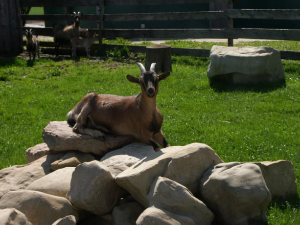 Unsere Ziegen beim Sonnenbaden