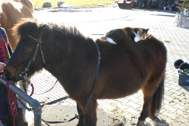 Pony Heidi mit Katze Kessy