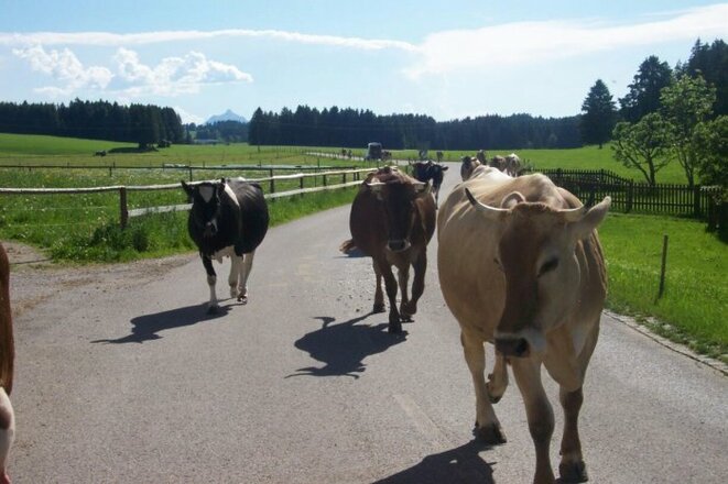 Unsere Kühe auf dem Heimweg