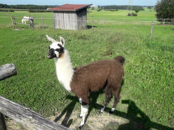 Unsere Lamas
