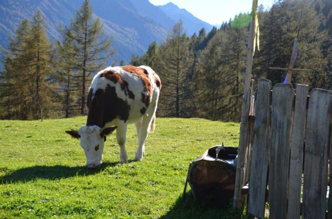 Sommerweide   Haus Elisabeth