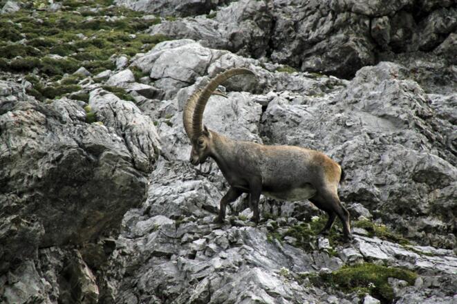 Steinbock an der Mohnenfluh