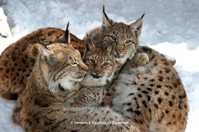 Alpenzoo in Innsbruck - Luchs Familie