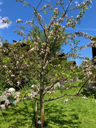 das Frühjahr beginnt    Neustift im Stubaital