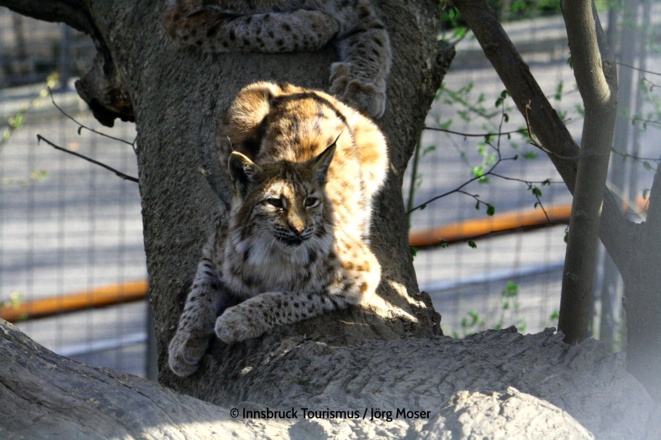 Alpenzoo in Innsbruck - Luchs