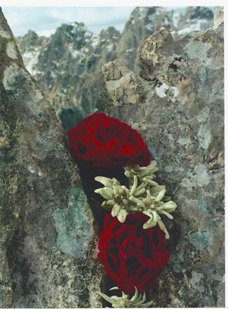 das Edelweiss - der Stern der Alpen