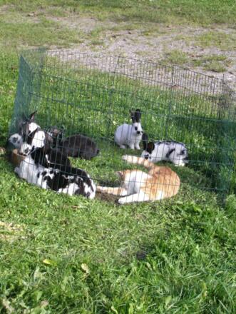 Hasen und Katze in Eintracht