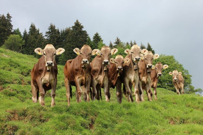 Kuhle Kids treffen auf Kuhle Kühe