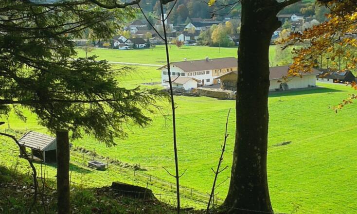 Blick vom Waldesrand auf unsere Hofstelle.