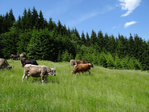 Unser Vieh auf der Weide