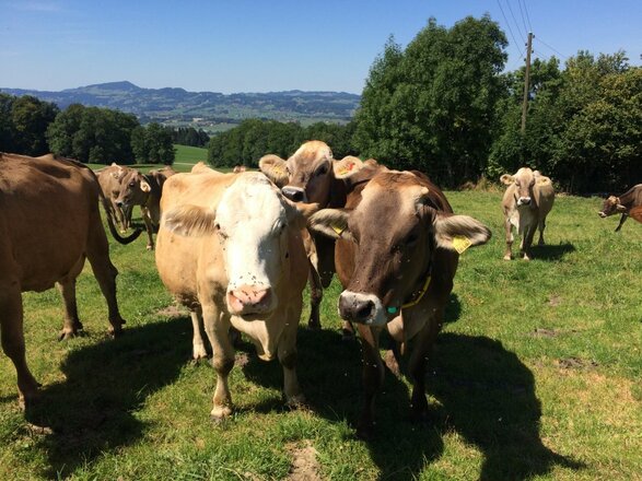 Kuehe auf dem Feld