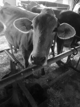 im Sommer auf der Alp