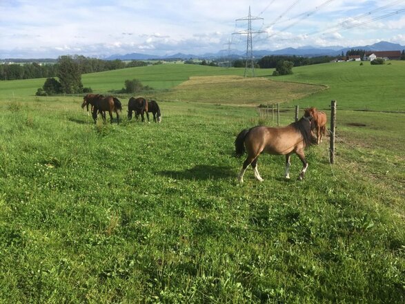 Unsere Pferde auf der Weide
