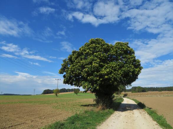 Esskastanie auf dem Weg nach Kirchfeld und Ligeder Berg in Volkmannsdorf