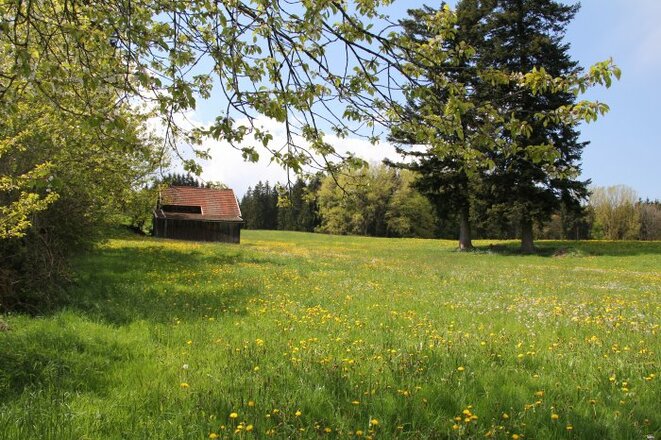saftig grüne Wiesen