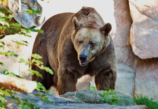 Alpenzoo in Innsbruck - Braunbär