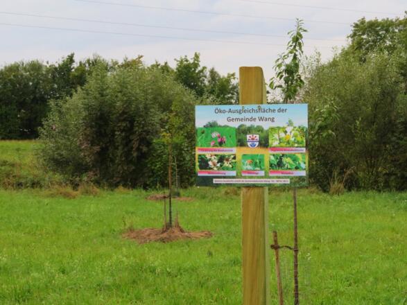 Streuobstwiese der Gemeinde Wang bei Aselmühle
