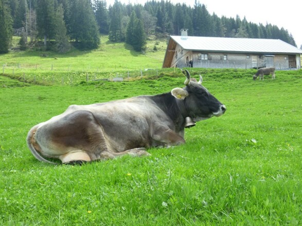 Glückliche Hörnerkühe