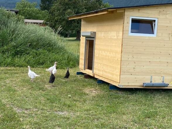 Purnerhof Gänse