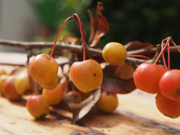 Schönheiten der Natur entdecken
