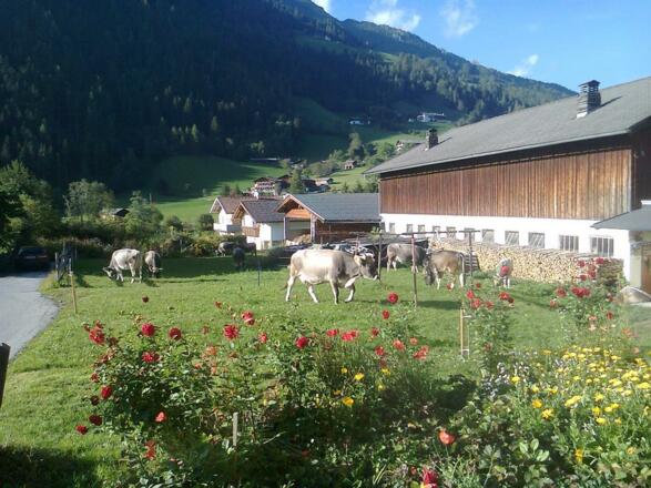 Der  Auslauf unserer Kühe