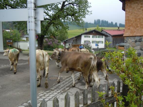 täglicher Weg zur Bergweide