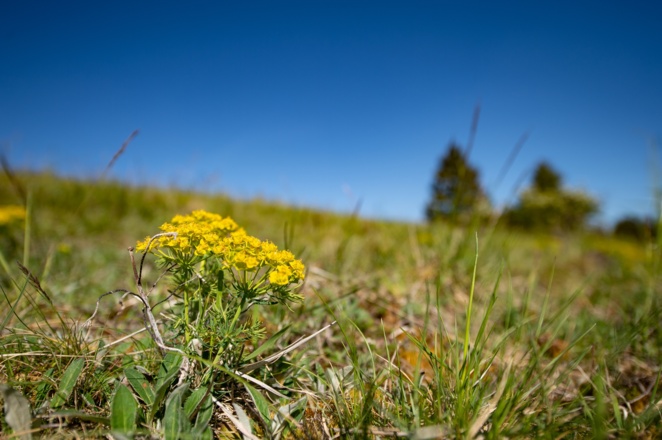 Pflanze am Berg Rhönblick