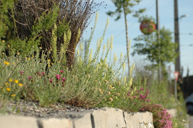 Naturnahe Trockensteinmauerbegrünung