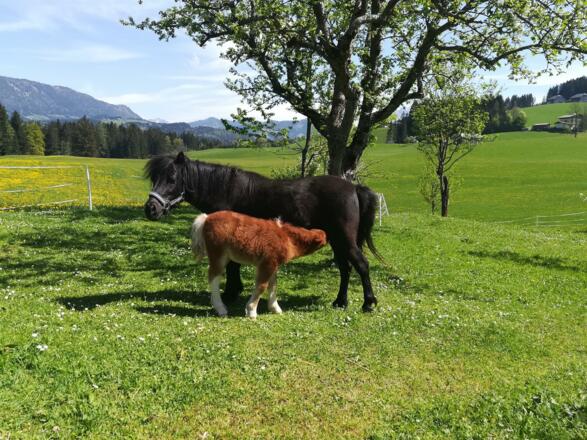 Lucy mit Luna