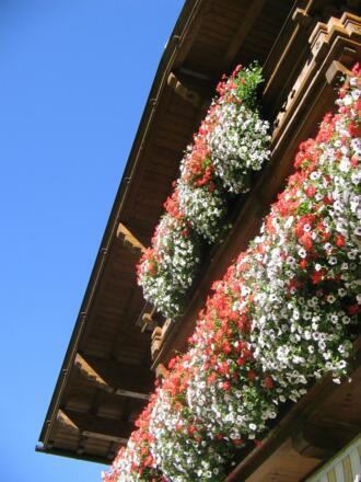 Blumenpracht auf dem Südbalkon
