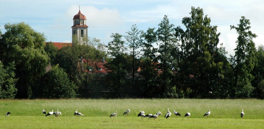 Störche bei Bechhofen ©Gerhard Riess