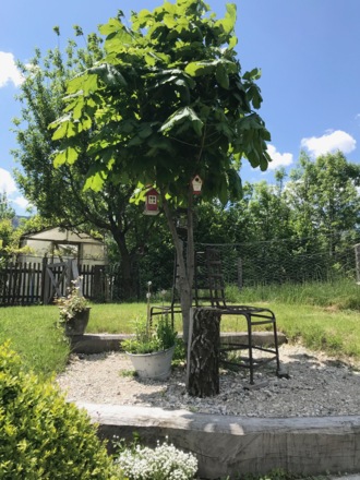 ein kühles Plätzchen unterm Kastanienbaum