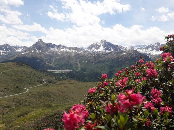 Alpenrose