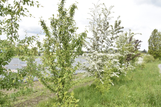 Wildhecke Bifangstraße