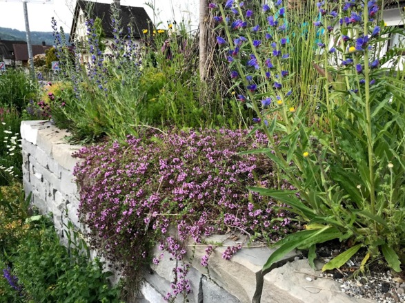 Bepflanzung Trockensteinmauer &quot;Wildbienen-Bahnhof&quot; Rankweil