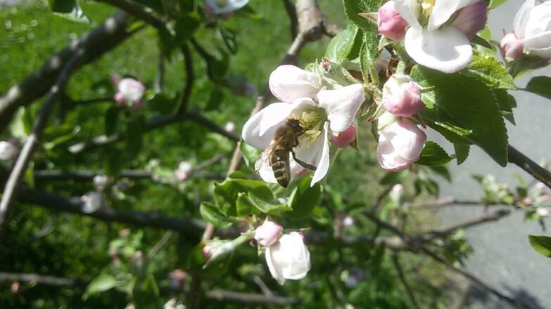 eigener Bienenhonig