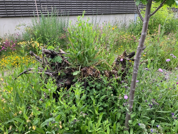 Totholzelemente Zehentstraße