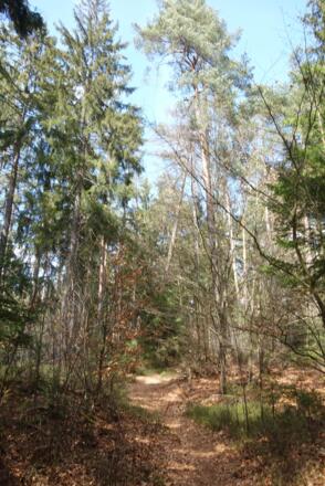 tolle Pfade an den Riedelhängen