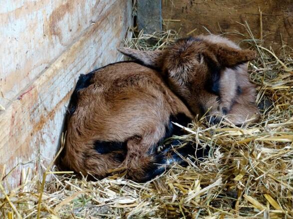 Ziegenkitz am Heumilchbauernhof in Schruns