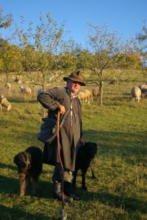 Schäfer an der Hohen Wann