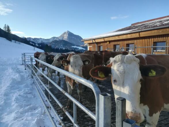 Kühe genießen die frische Luft