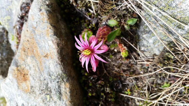 Die Blumen am Wegesrand.