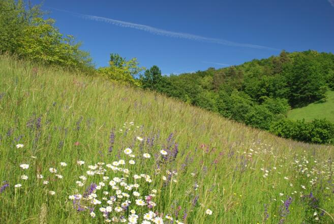 Lila blühender Salbei auf einer Flachland-Mähwiese