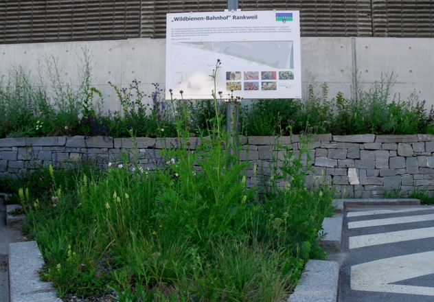 Ankündigung &quot;Wildbienen-Bahnhof&quot; Rankweil
